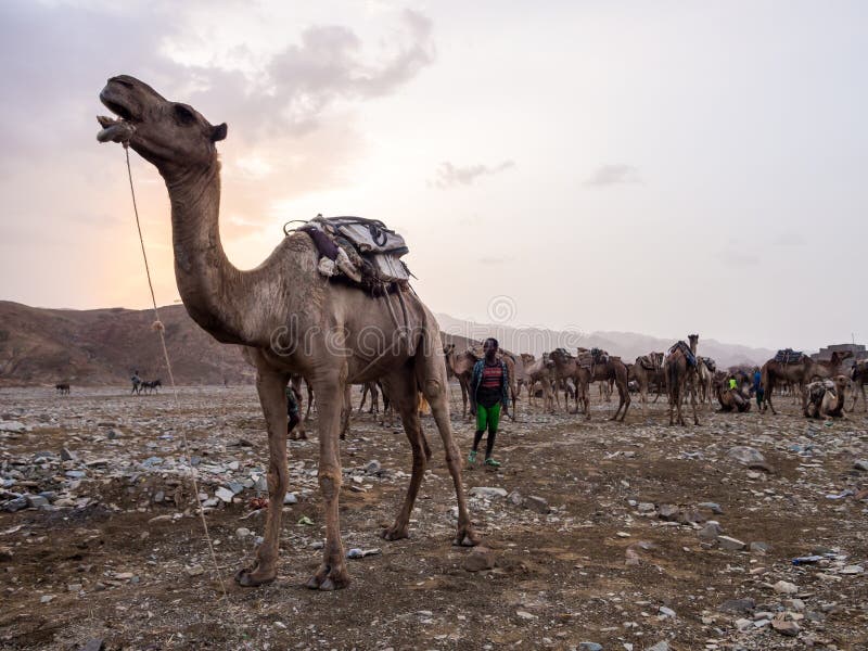 AFAR REGION, ETHIOPIA - JUNE 28, 2016: Camel market in the Afar region in northern Ethiopia, shortly after sunset. AFAR REGION, ETHIOPIA - JUNE 28, 2016: Camel market in the Afar region in northern Ethiopia, shortly after sunset.