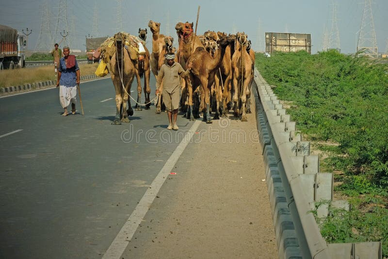 Kameeltrein op een Indische weg stock foto's Kameeltrein op een Indische weg stock foto's