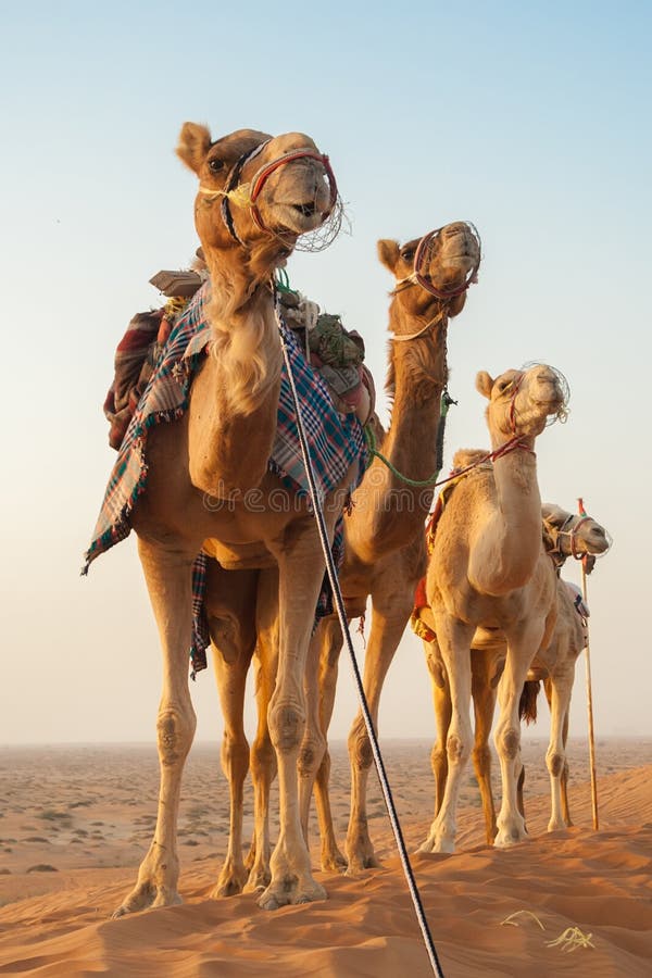 Camel caravan going through the desert. Camel caravan going through the desert