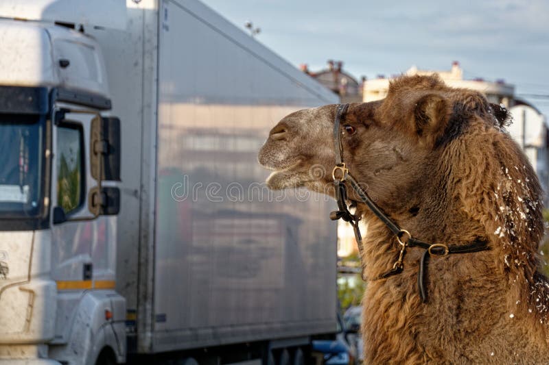 Kamel mot bakgrund av en modern bil Begrepp: användning av kameler i det dagliga livet i östländerna, utnyttjande av