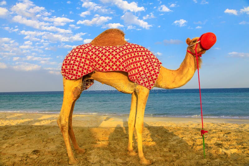 Kamel som kopplar av på stranden royaltyfri fotografi Kamel som kopplar av på stranden royaltyfri fotografi