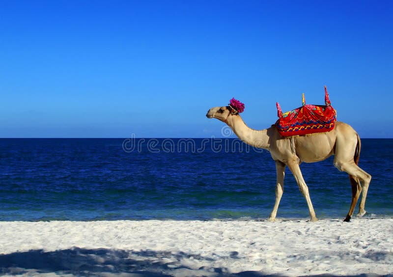 Kamel-Strand lizenzfreie abbildung