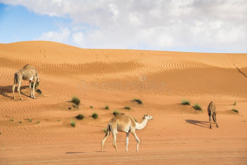 Kamel in Wahiba Oman stockfotografie Kamel in Wahiba Oman stockfotografie