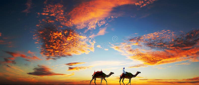 Kamele auf einem Dubai setzen unter einem drastischen Himmel auf den Strand lizenzfreies stockfoto
