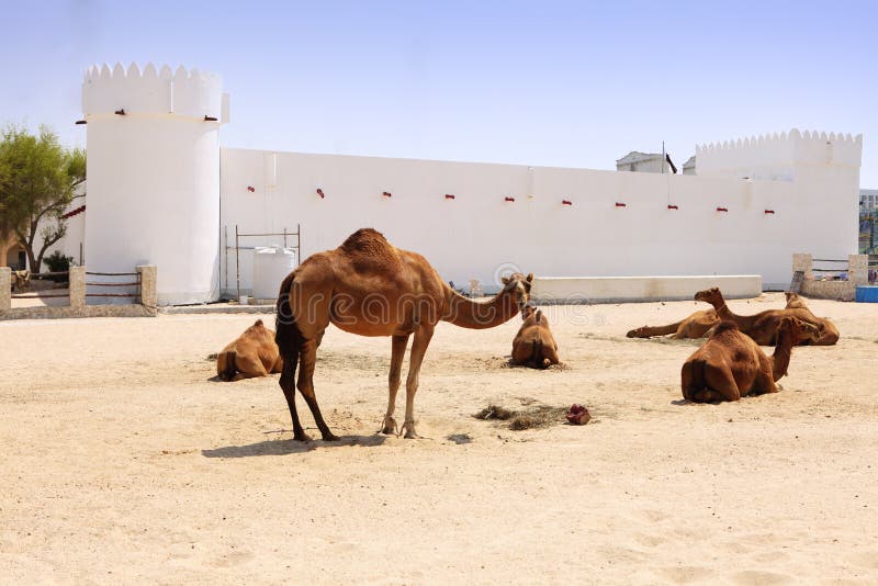 Kamele außerhalb des Doha-Forts stockfotos