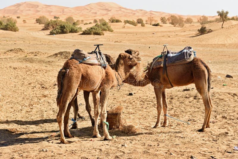 Kamele in den Erg Chebbi-Sanddünen nahe Merzouga, Marokko stockfotos Kamele in den Erg Chebbi-Sanddünen nahe Merzouga, Marokko stockfotos