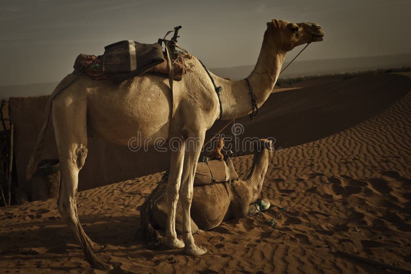 Kamele an der Dämmerung in der Sahara-Wüste. stockbilder Kamele an der Dämmerung in der Sahara-Wüste. stockbilder