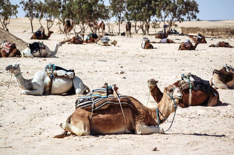 Kamele in der Sahara-Wüste Tunesiens lizenzfreie stockfotos