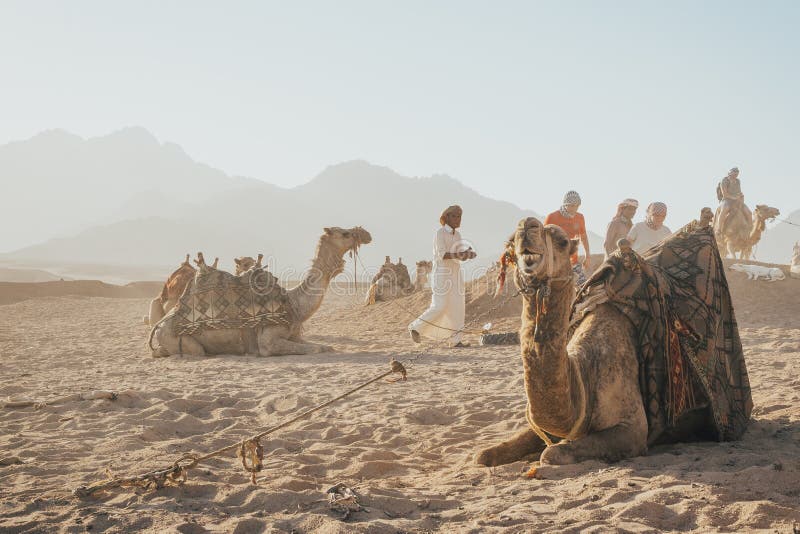 Kamelkarawane auf dem Sand lizenzfreies stockbild Kamelkarawane auf dem Sand lizenzfreies stockbild