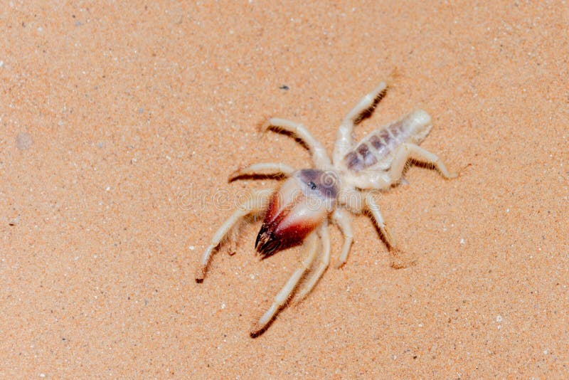 Kamelspindeln i UAE deserterar royaltyfri foto Kamelspindeln i UAE deserterar royaltyfri foto