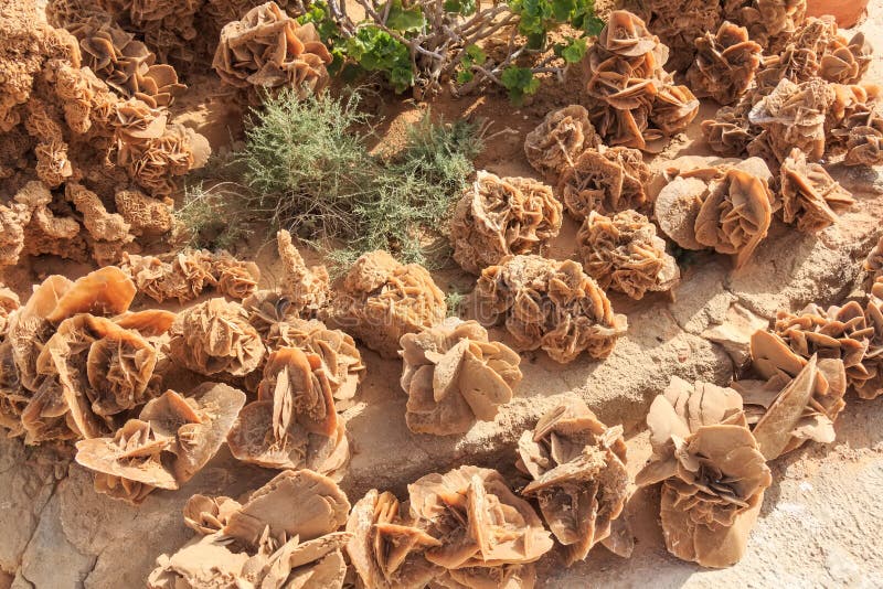 Desert roses. The formations of crystal clusters of gypsum or baryte which include abundant sand grains. Filtered image:cross processed vintage effect. Desert roses. The formations of crystal clusters of gypsum or baryte which include abundant sand grains. Filtered image:cross processed vintage effect.