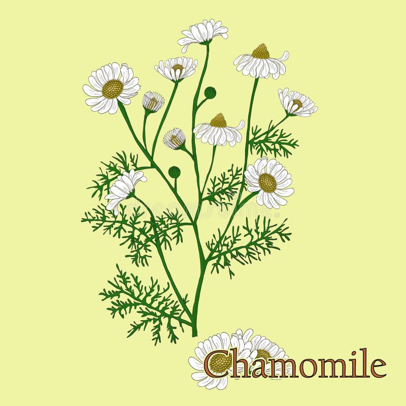 kamille Illustration einer Anlage in einem Vektor mit Blume für u stock abbildung kamille Illustration einer Anlage in einem Vektor mit Blume für u stock abbildung