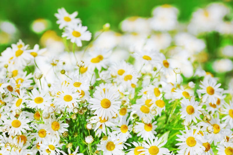 Kamille onder bloemen royalty-vrije stock afbeelding Kamille onder bloemen royalty-vrije stock afbeelding
