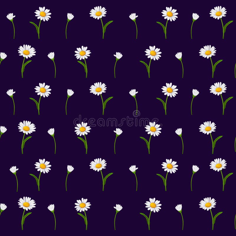 Kamillebloemen met groene stam en bladeren op een donkerblauwe achtergrond vector illustratie Kamillebloemen met groene stam en bladeren op een donkerblauwe achtergrond vector illustratie