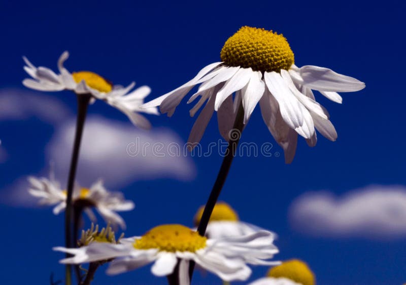 Kamillen-Blumen lizenzfreie stockfotografie Kamillen-Blumen lizenzfreie stockfotografie
