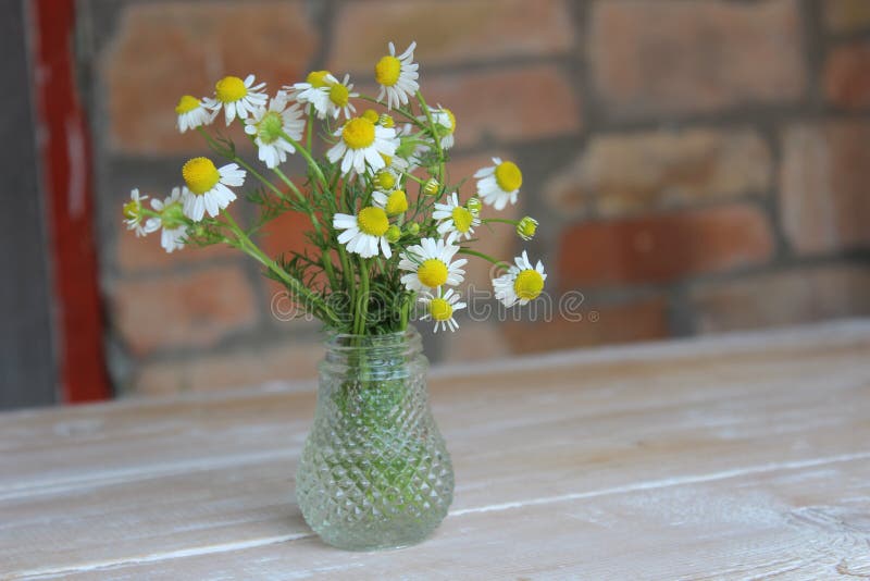 Kamillenblumen in einem Glasvase stockfotos Kamillenblumen in einem Glasvase stockfotos