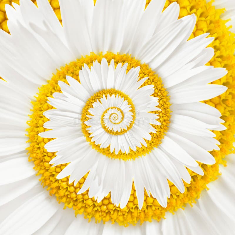 Chamomile flower infinity spiral background. Chamomile flower infinity spiral background