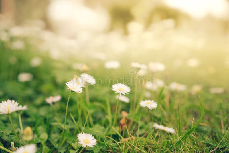 Kamillengänseblümchen blüht im warmen goldenen Sonnenlicht, Weichzeichnung lizenzfreies stockfoto Kamillengänseblümchen blüht im warmen goldenen Sonnenlicht, Weichzeichnung lizenzfreies stockfoto