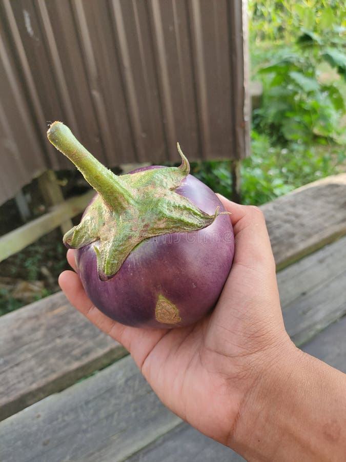 Kamo Nasu Inte Dengaku, Bakad Japansk Aubergine Med Misodeg Arkivfoto