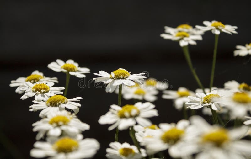Kamomillcloseup på mjuk fokus Blomningkamomill - makro skjuten blom- bakgrund fotografering för bildbyråer Kamomillcloseup på mjuk fokus Blomningkamomill - makro skjuten blom- bakgrund fotografering för bildbyråer
