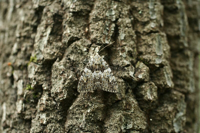 Kamouflagemal