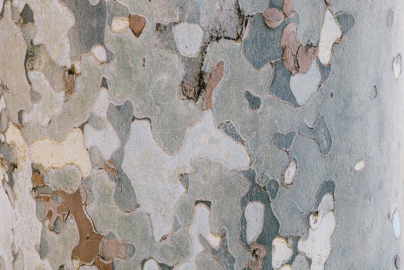 Kamouflageträdskäll - naturlig textur royaltyfri fotografi Kamouflageträdskäll - naturlig textur royaltyfri fotografi