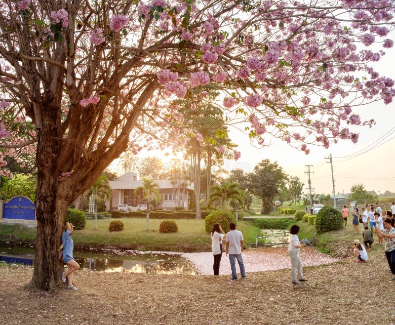 Kampangsaen Thailand - Februari 22 2016: Parkerar den rosa trädgränsmärket för blomman med många personer på aftonen in på det Ka arkivfoto Kampangsaen Thailand - Februari 22 2016: Parkerar den rosa trädgränsmärket för blomman med många personer på aftonen in på det Ka arkivfoto