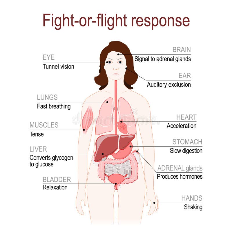 Fight-or-flight response is a physiological reaction that occurs in response to threat to life. stress response system. Adrenaline and Norepinephrine. female silhouette with highlighted internal organs. Vector diagram for educational, medical, biological and science use. Fight-or-flight response is a physiological reaction that occurs in response to threat to life. stress response system. Adrenaline and Norepinephrine. female silhouette with highlighted internal organs. Vector diagram for educational, medical, biological and science use