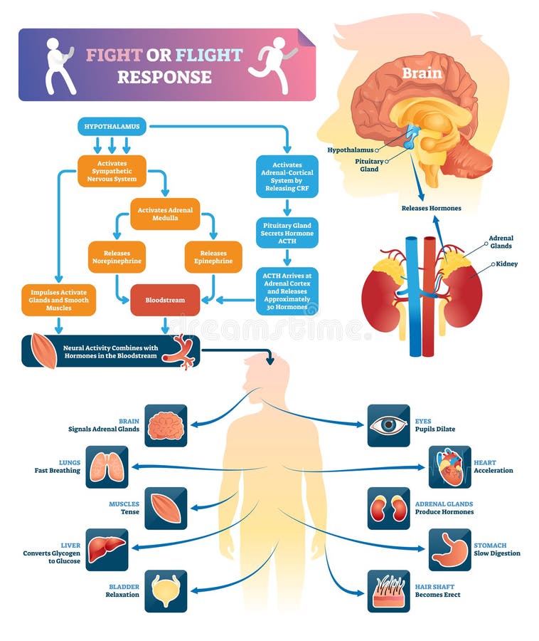 Fight or flight response vector illustration. Labeled organ response scheme in danger situations. Chemical anatomical process diagram with explained inner organs activity. Educational infographics. Fight or flight response vector illustration. Labeled organ response scheme in danger situations. Chemical anatomical process diagram with explained inner organs activity. Educational infographics.