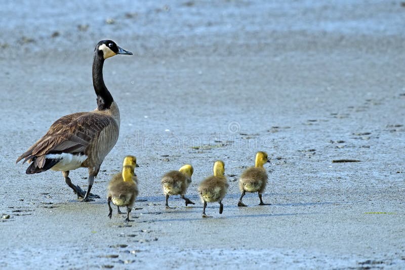 Kanada-Gans und -gänschen stockfotografie Kanada-Gans und -gänschen stockfotografie
