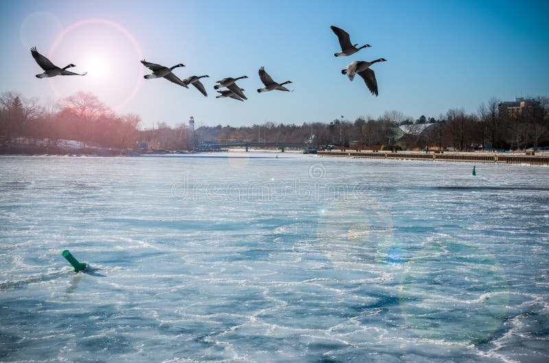Kanadensisk gäss över den djupfrysta floden arkivfoto