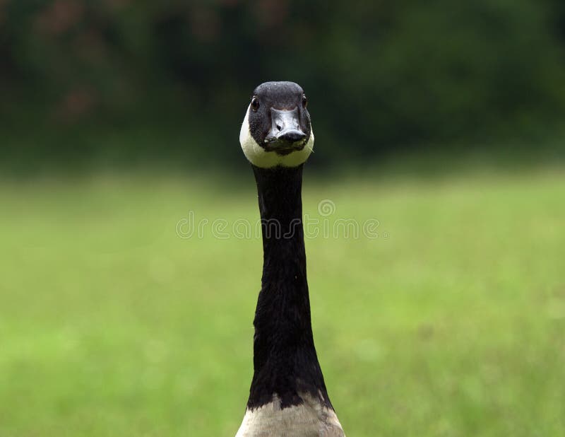 Kanadische Gans stockfoto Kanadische Gans stockfoto