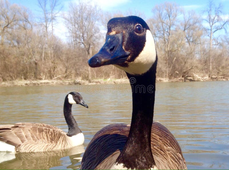 Kanadische Gans-Nahaufnahme stockfoto Kanadische Gans-Nahaufnahme stockfoto