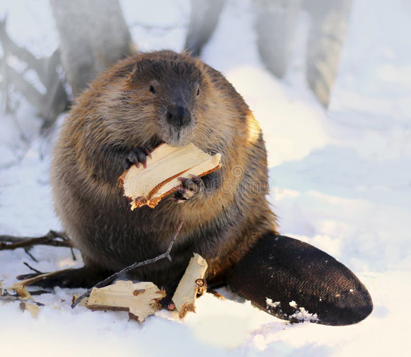 Kanadischer Biber stockfoto. Bild von tier, land, biber - 36452294