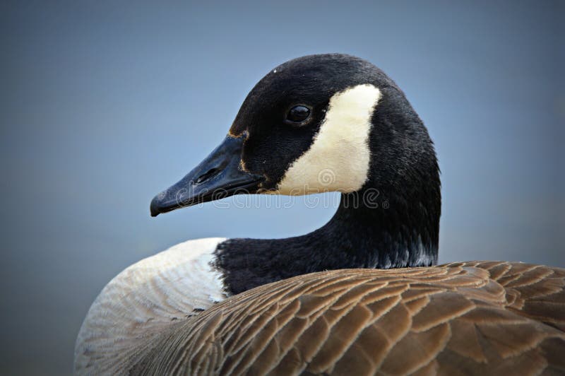 Kanadisches Gans-Porträt stockbilder Kanadisches Gans-Porträt stockbilder
