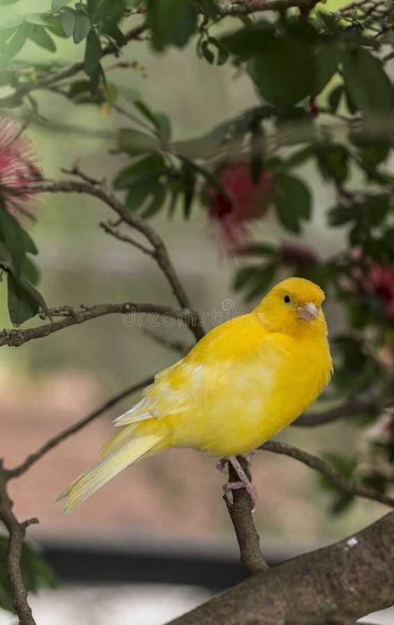 Kanarienvogel, (Serinus Canaria domestica stockfotografie Kanarienvogel, (Serinus Canaria domestica stockfotografie