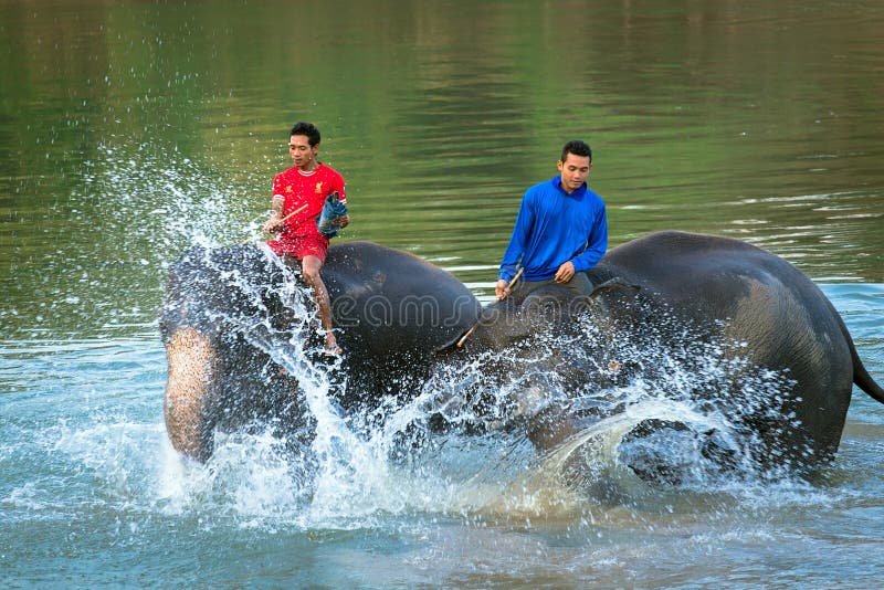 KANCHANABURI, THAILAND - January. 4: Daily elephants bath at The Thai Elephant Center, mahouts bathe and clean the elephants in th stock photography KANCHANABURI, THAILAND - January. 4: Daily elephants bath at The Thai Elephant Center, mahouts bathe and clean the elephants in th stock photography