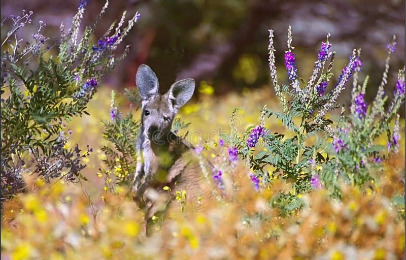 Kangaroo royalty free stock image Kangaroo royalty free stock image