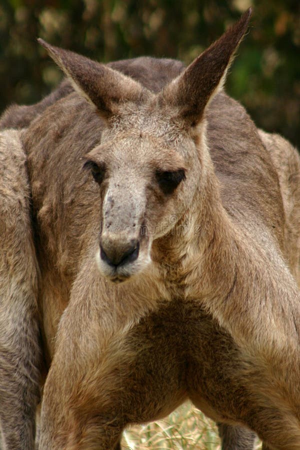 Kangaroo #2 stock image