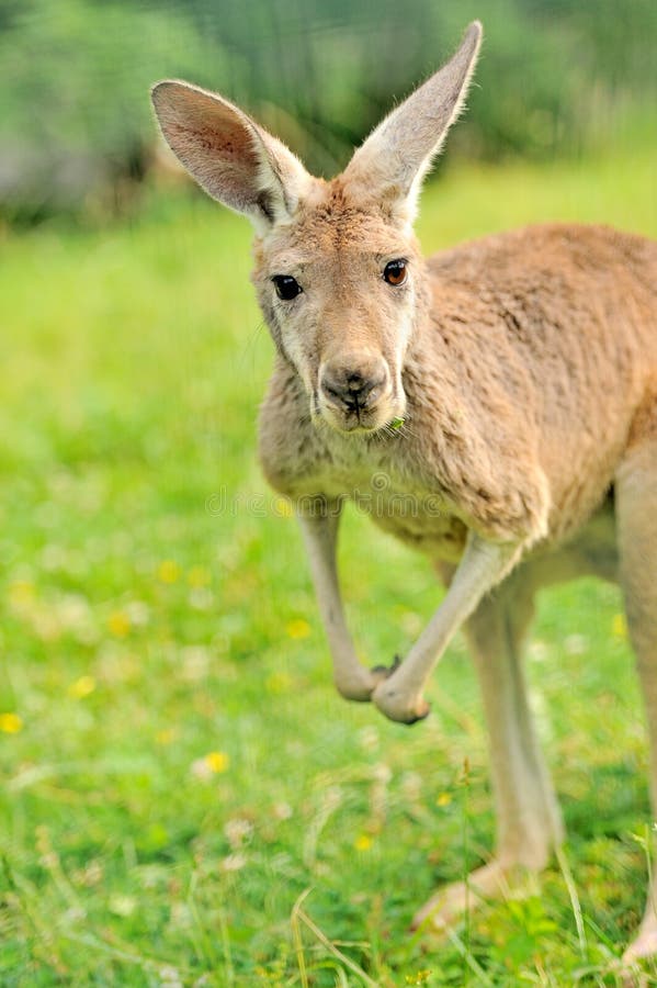 Kangaroo royalty free stock images