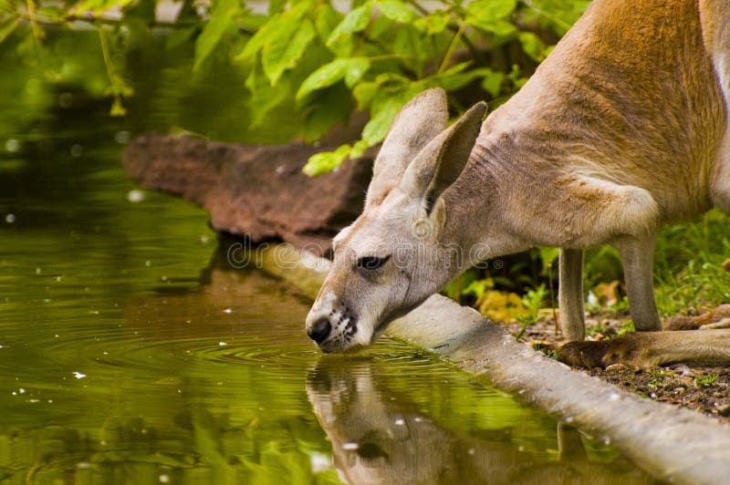 Kangaroo and drinking Joey stock image. Image of mother 27848617