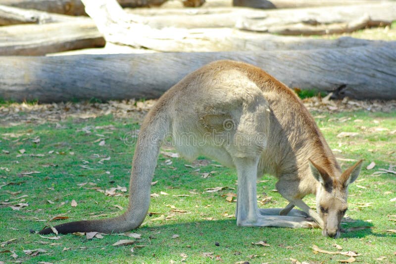 17,969 Kangaroo Animal Stock Photos - Free & Royalty-Free Stock Photos from  Dreamstime
