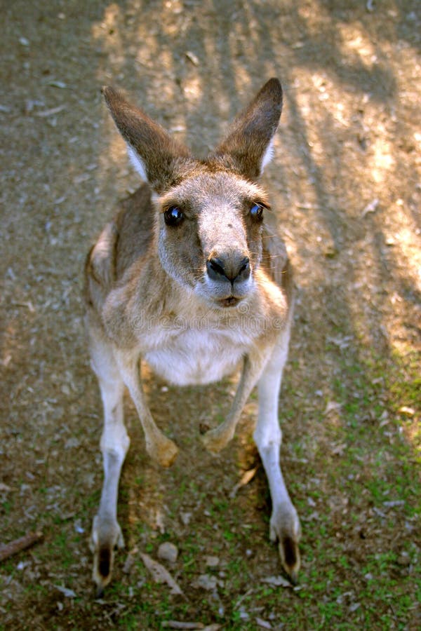 Kangaroo