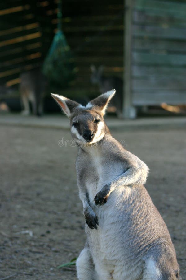 Kangaroo