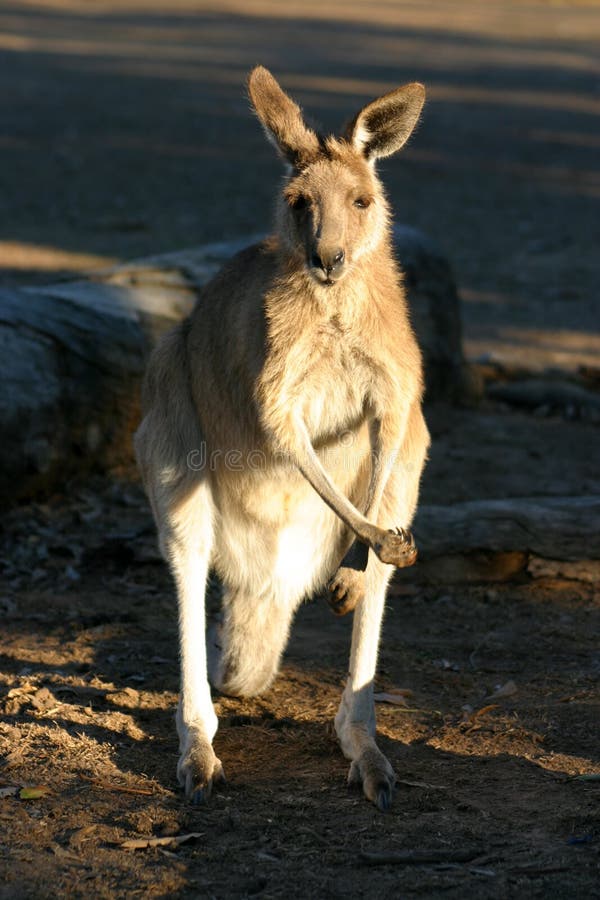 Kangaroo