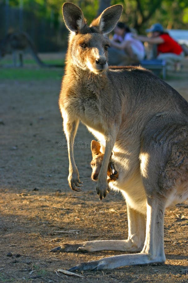 Kangaroo