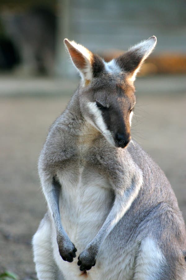 Kangaroo