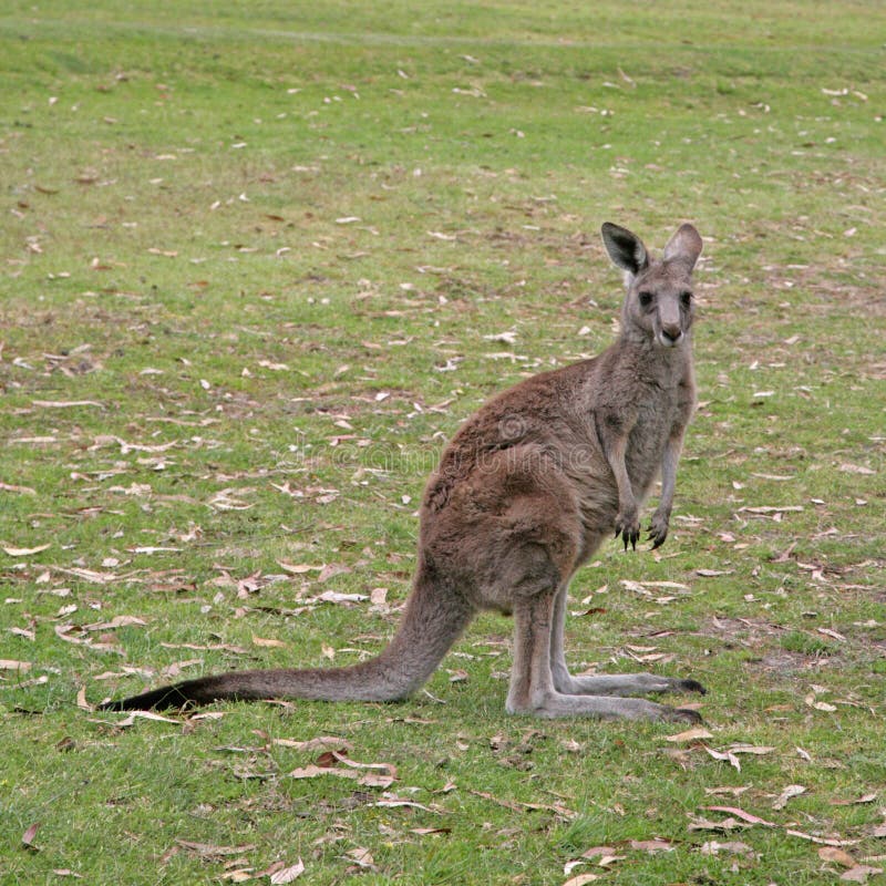 Western Grey Kangaroo outside Melbourne