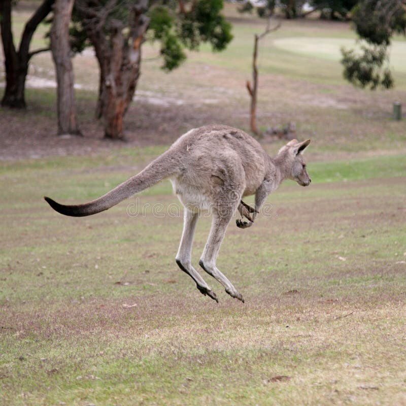 Western Grey Kangaroo Hopping on Anglsea golfd course, Melbourne