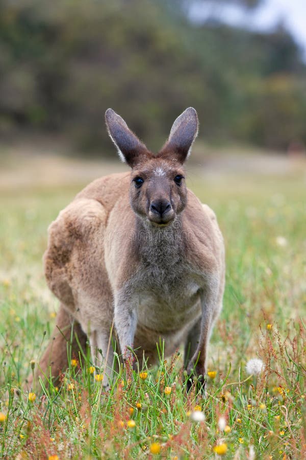 Kangaroo at the golf course in Albany South West Australia